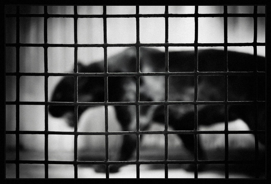 Rainer Maria Rilke – A Pantera (em 3 traduções)