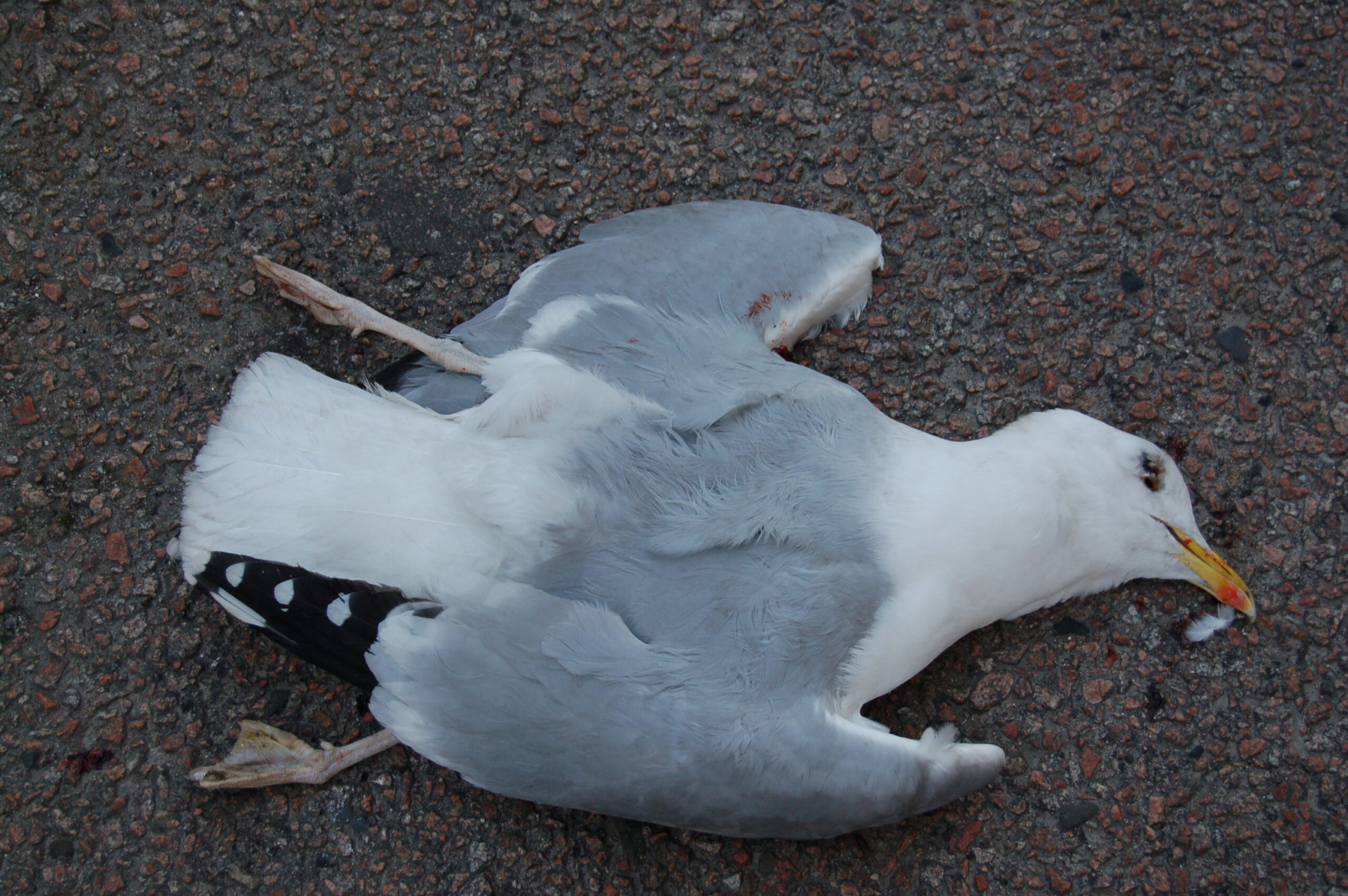 Domingos Carvalho da Silva – Elegia para os Suicidas do Viaduto