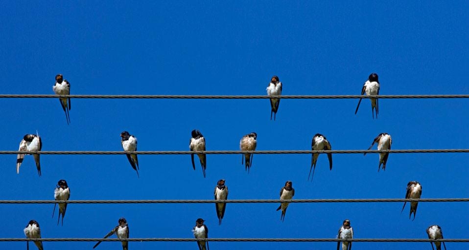 Cassiano Ricardo – As Andorinhas de Antonio Nobre