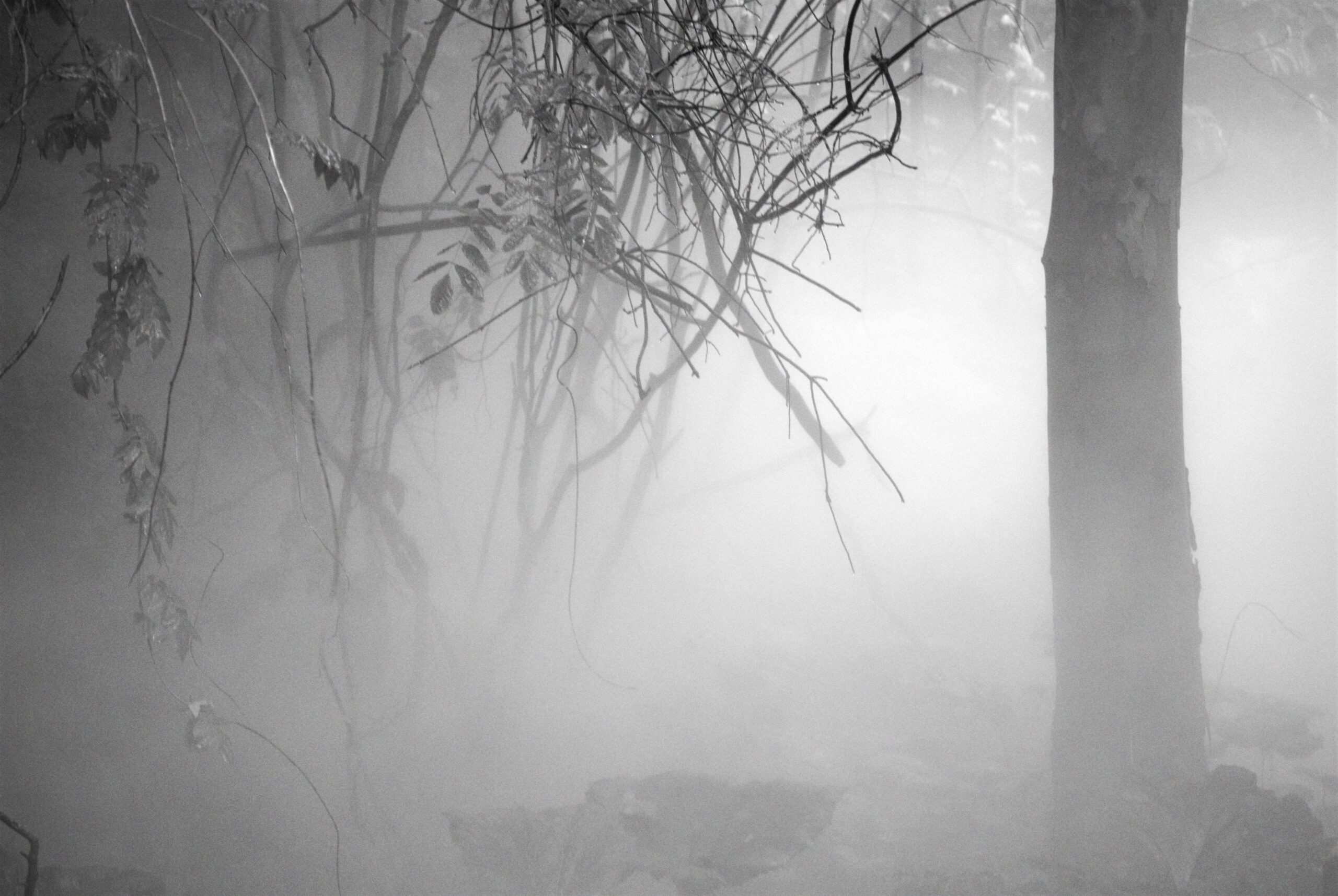 Philip Larkin – Por Que Sonhei Contigo a Noite Passada?