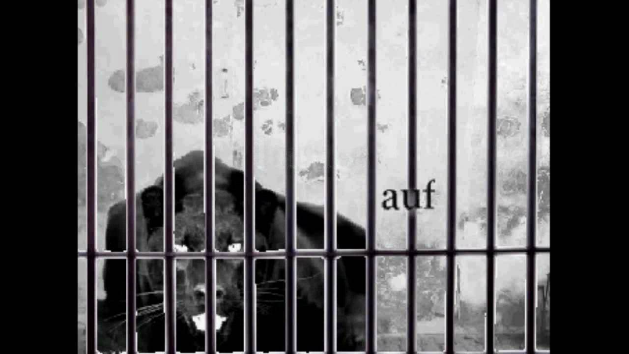 Rainer Maria Rilke – A Pantera (em 3 traduções)