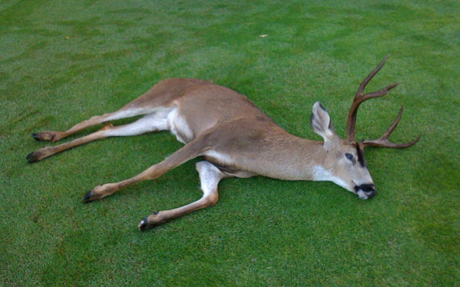 Mário Chamie – Cervo, Servo