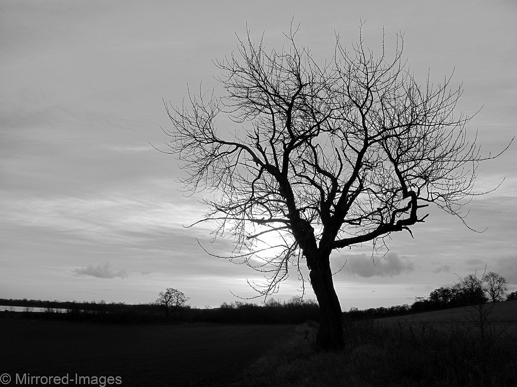 William Carlos Williams – A Árvore sem Folhas