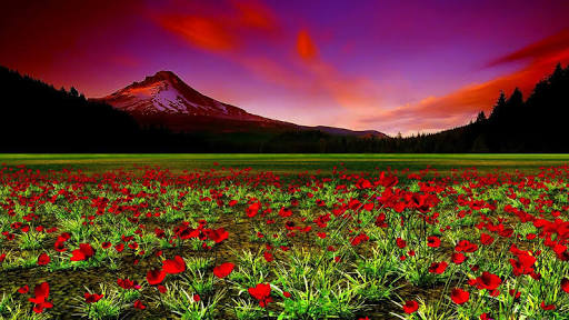 Giuseppe Ungaretti – Não gritem mais