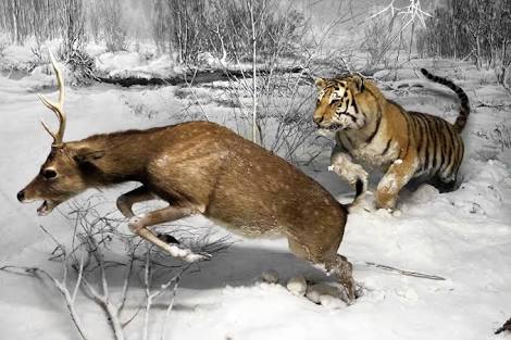 Rosario Castellanos – Destino