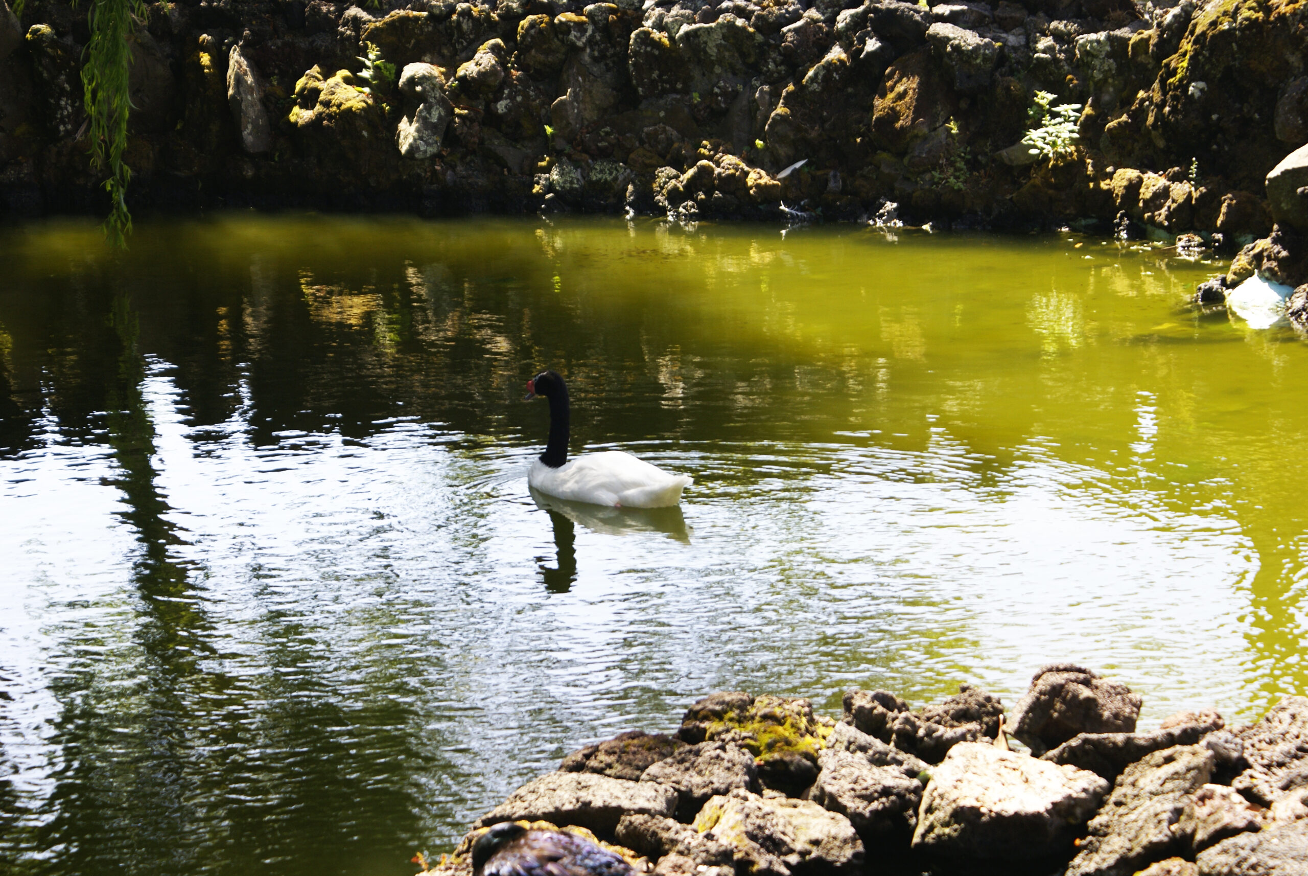 Sophia de Mello Breyner Andresen – Reza da Manhã de Maio