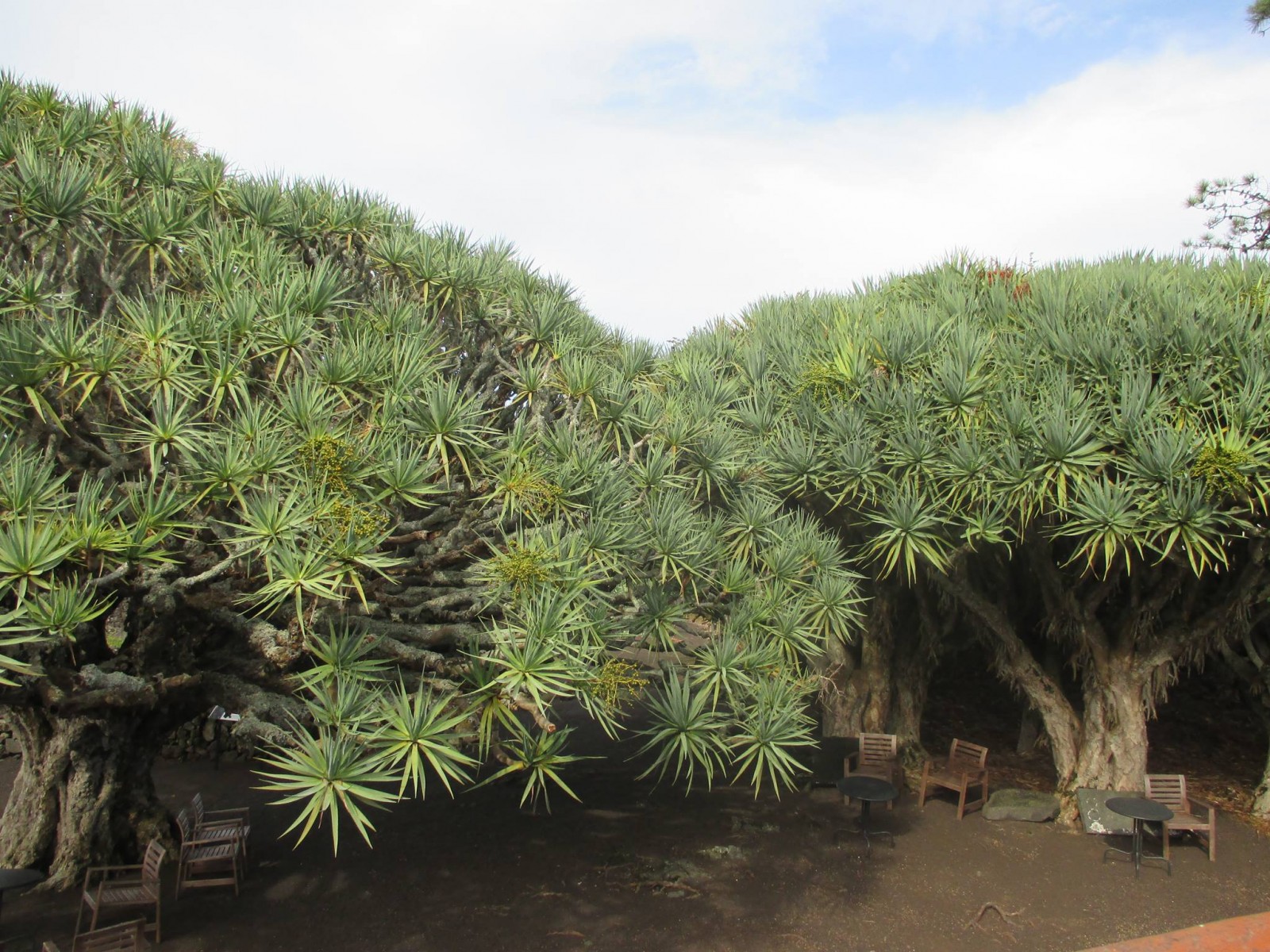 Renata Correia Botelho – O Vento a Rondar os Dragoeiros