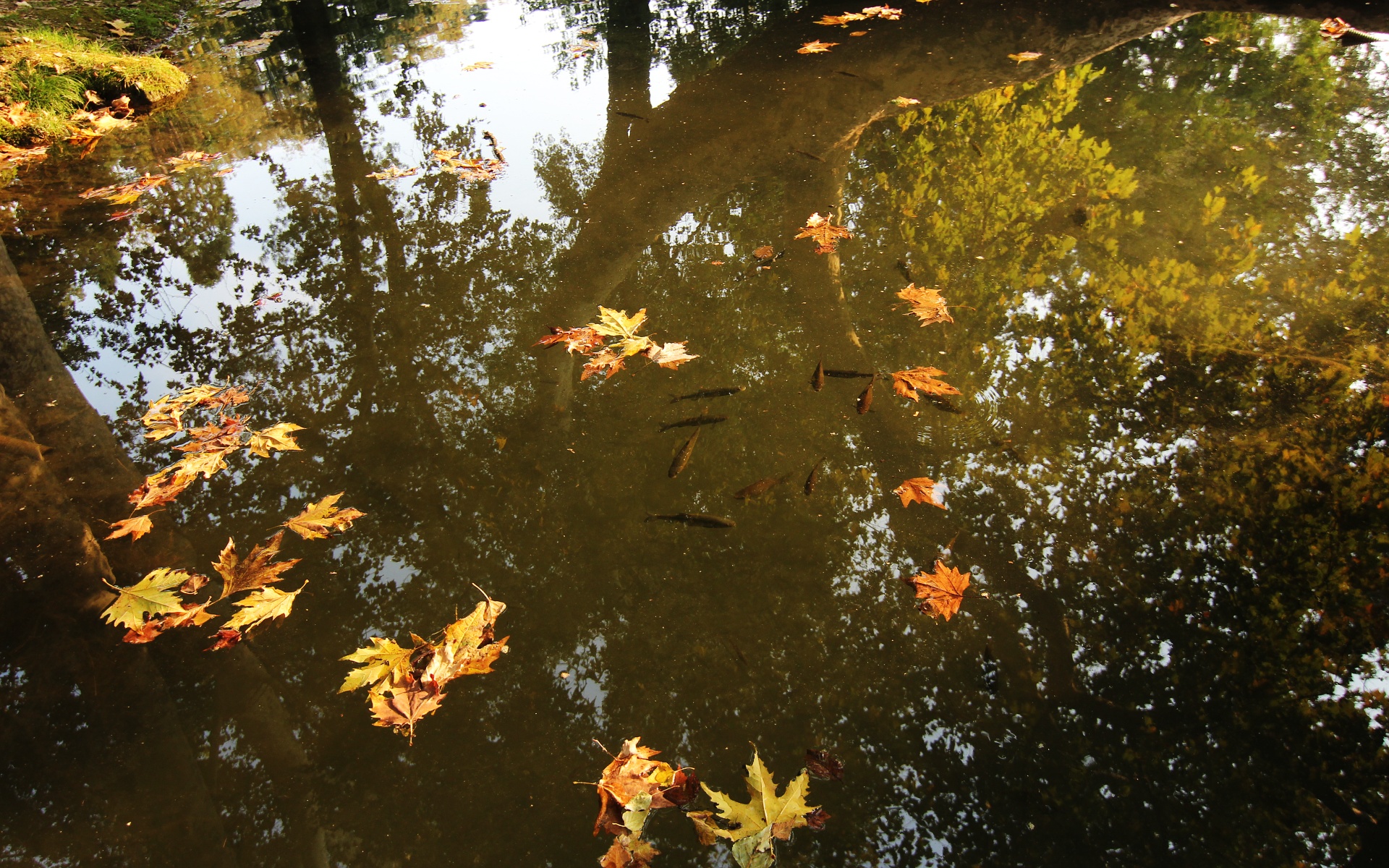 Vasco Gato – Eterno Outono