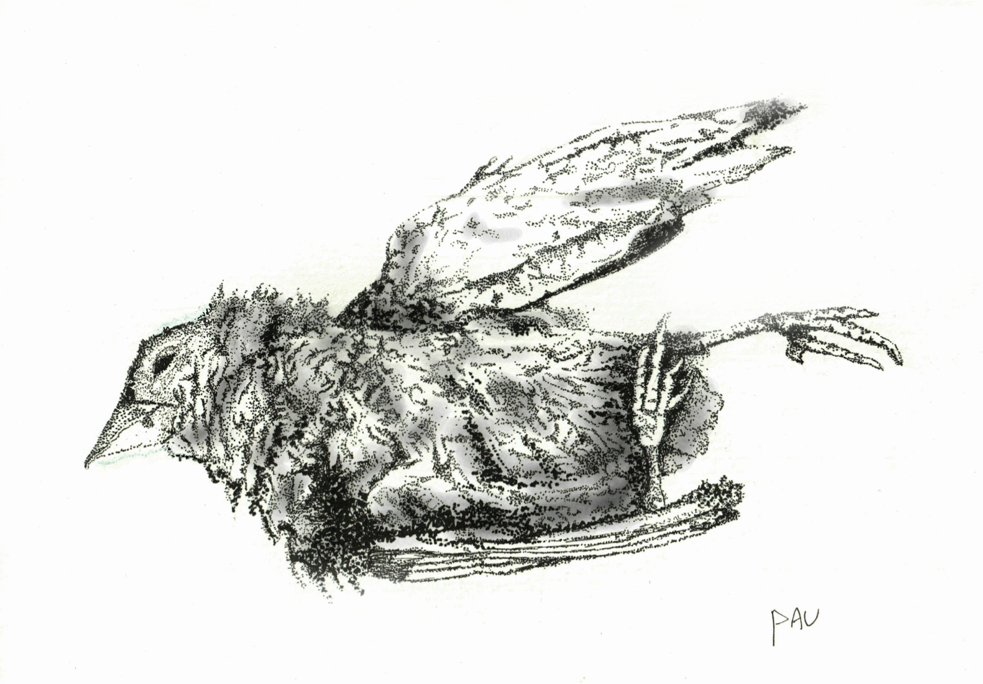 Fernando Pinto do Amaral – Por causa de uma ave