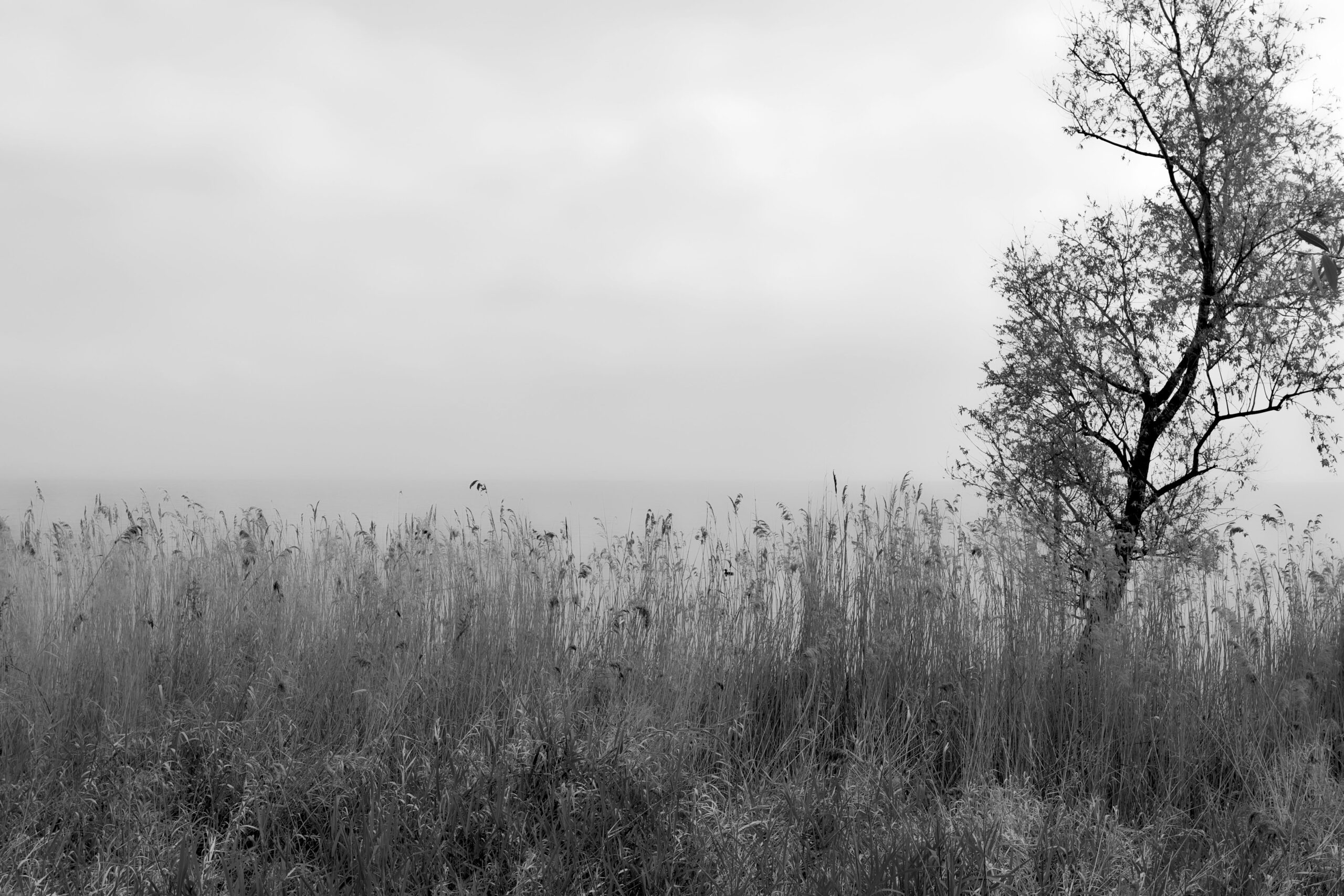 Eugénio de Andrade – De “As mãos e os frutos”