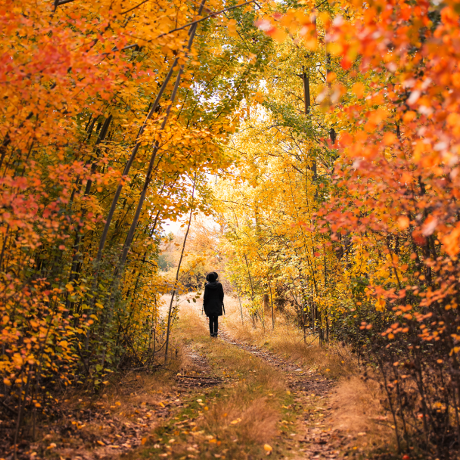 Armando Silva Carvalho – Struggle for life