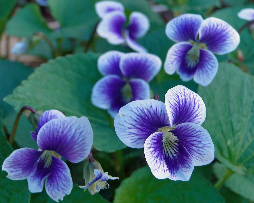 Louise Glück – Abril