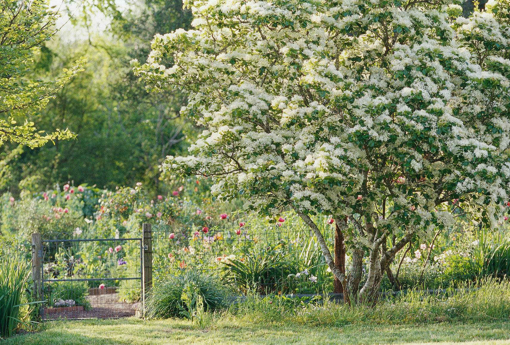 Louise Glück – O espinheiro