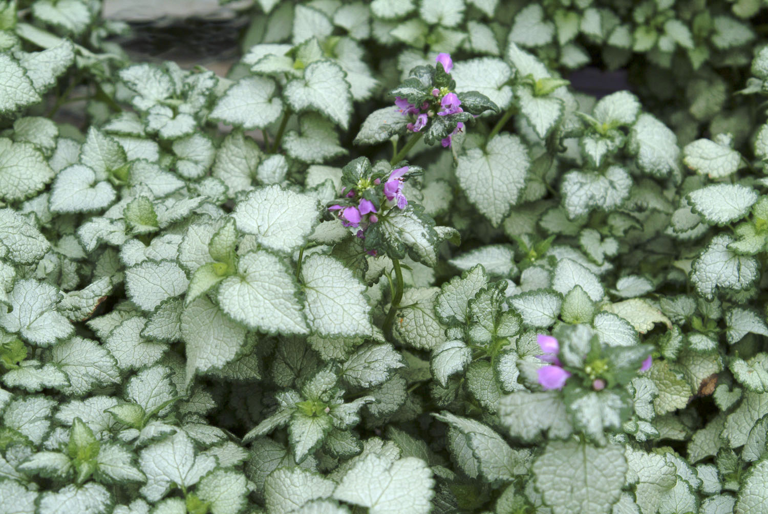 Louise Glück – Lamium
