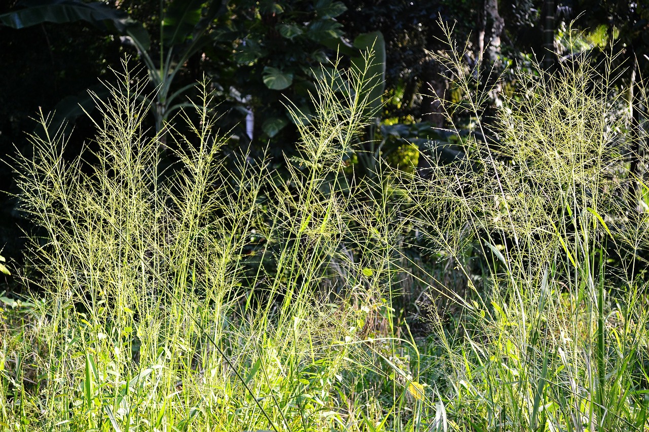 Louise Glück – Capim-das-bruxas