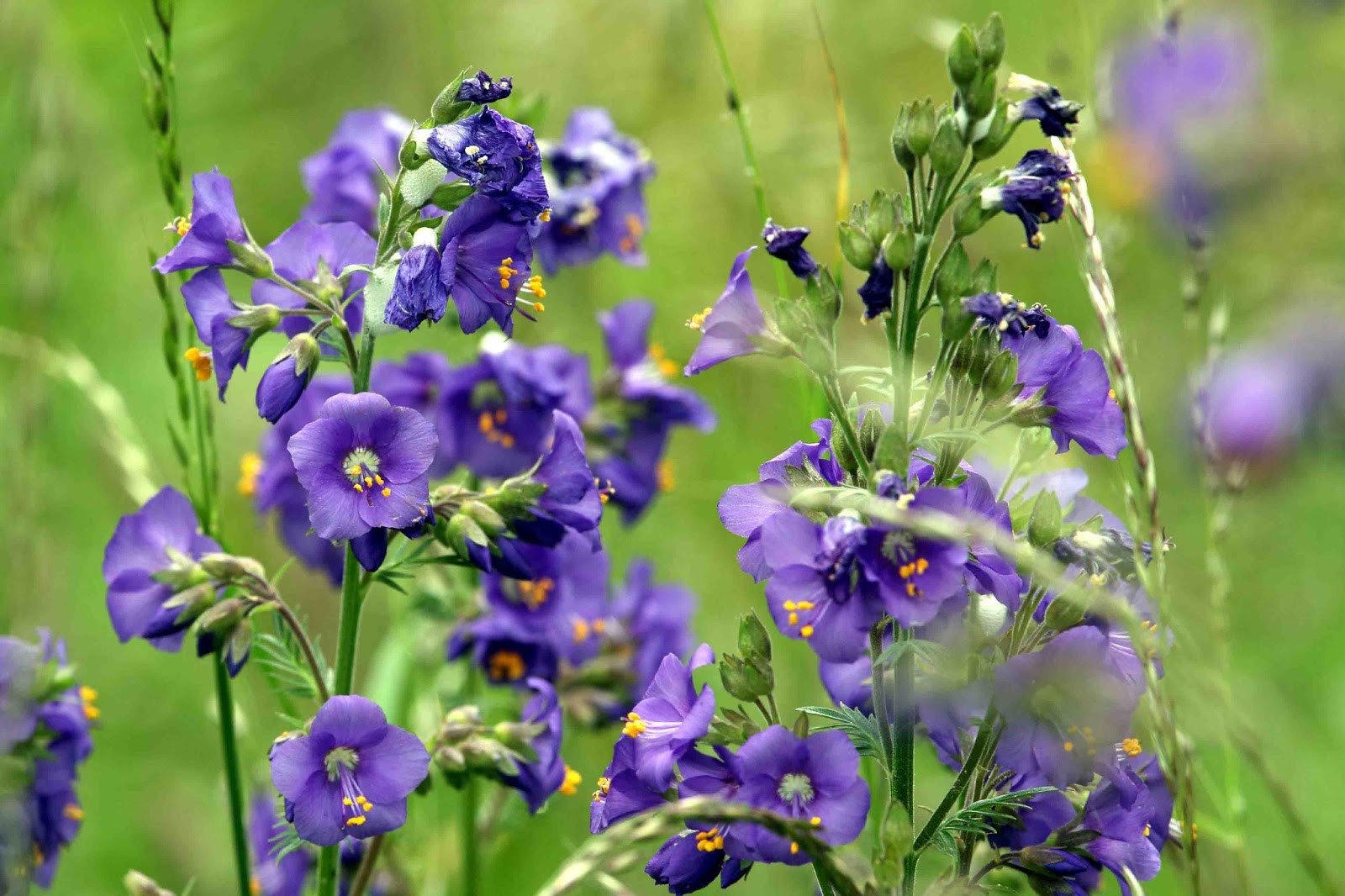 Louise Glück – A Escada de Jacó