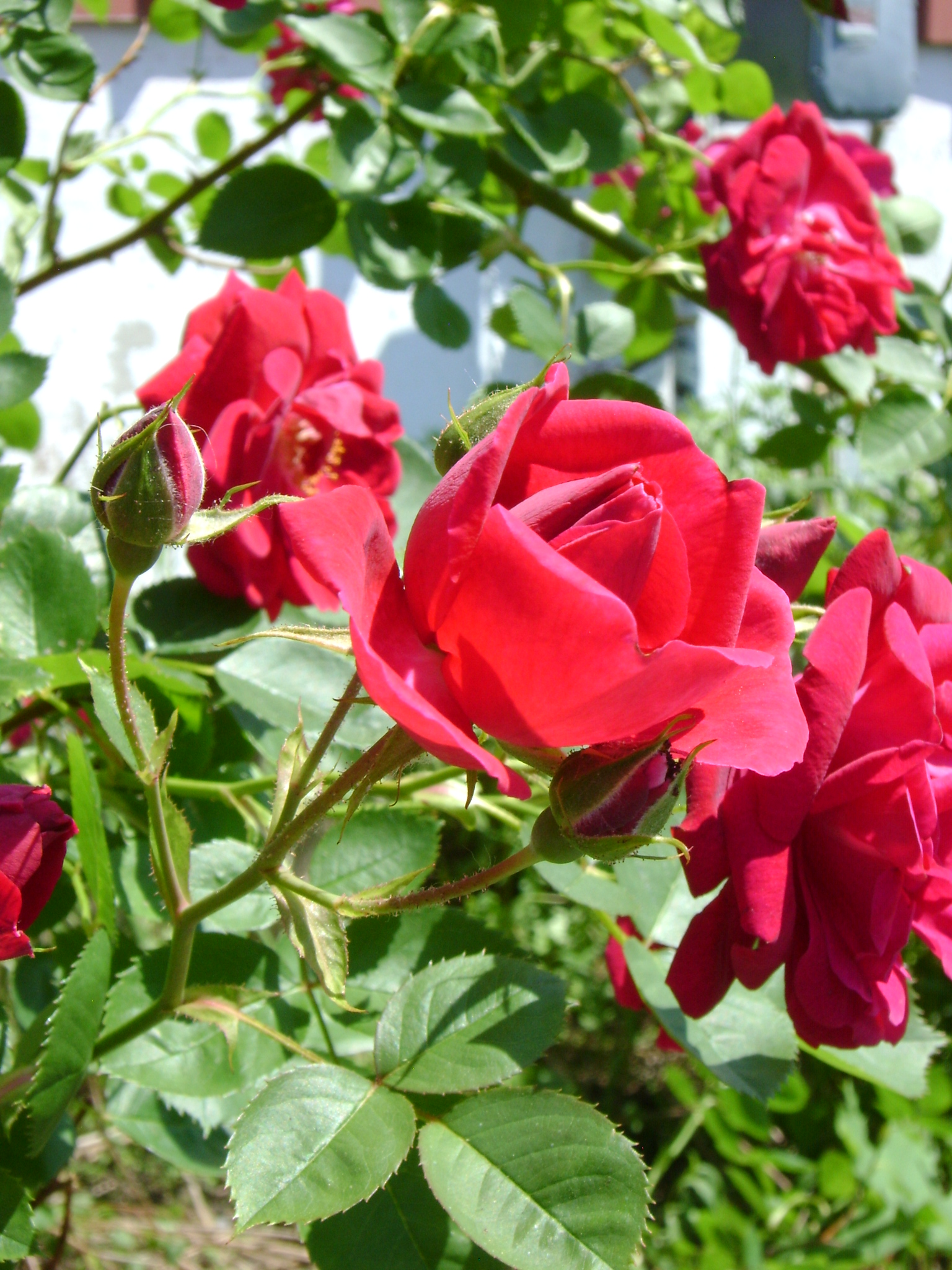 Louise Glück – Canção