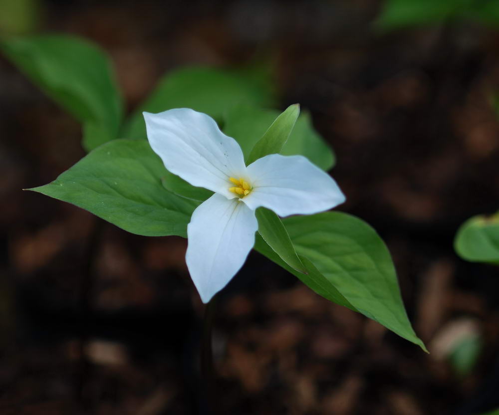 Louise Glück – Trillium*