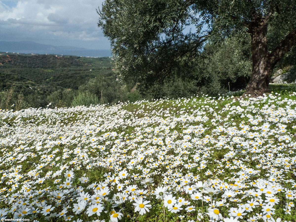 Louise Glück – Margaridas