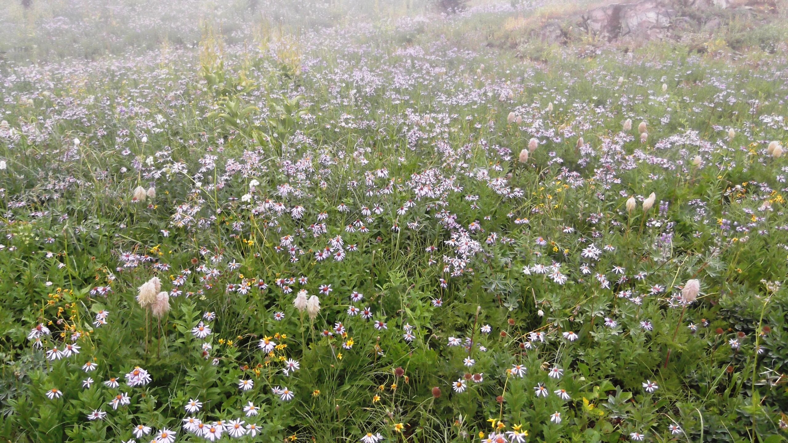Louise Glück – Vésperas (3)