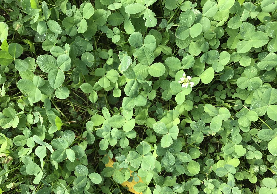 Louise Glück – Trevo