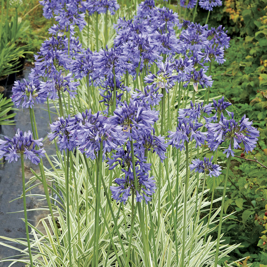 Louise Glück – O lírio prateado