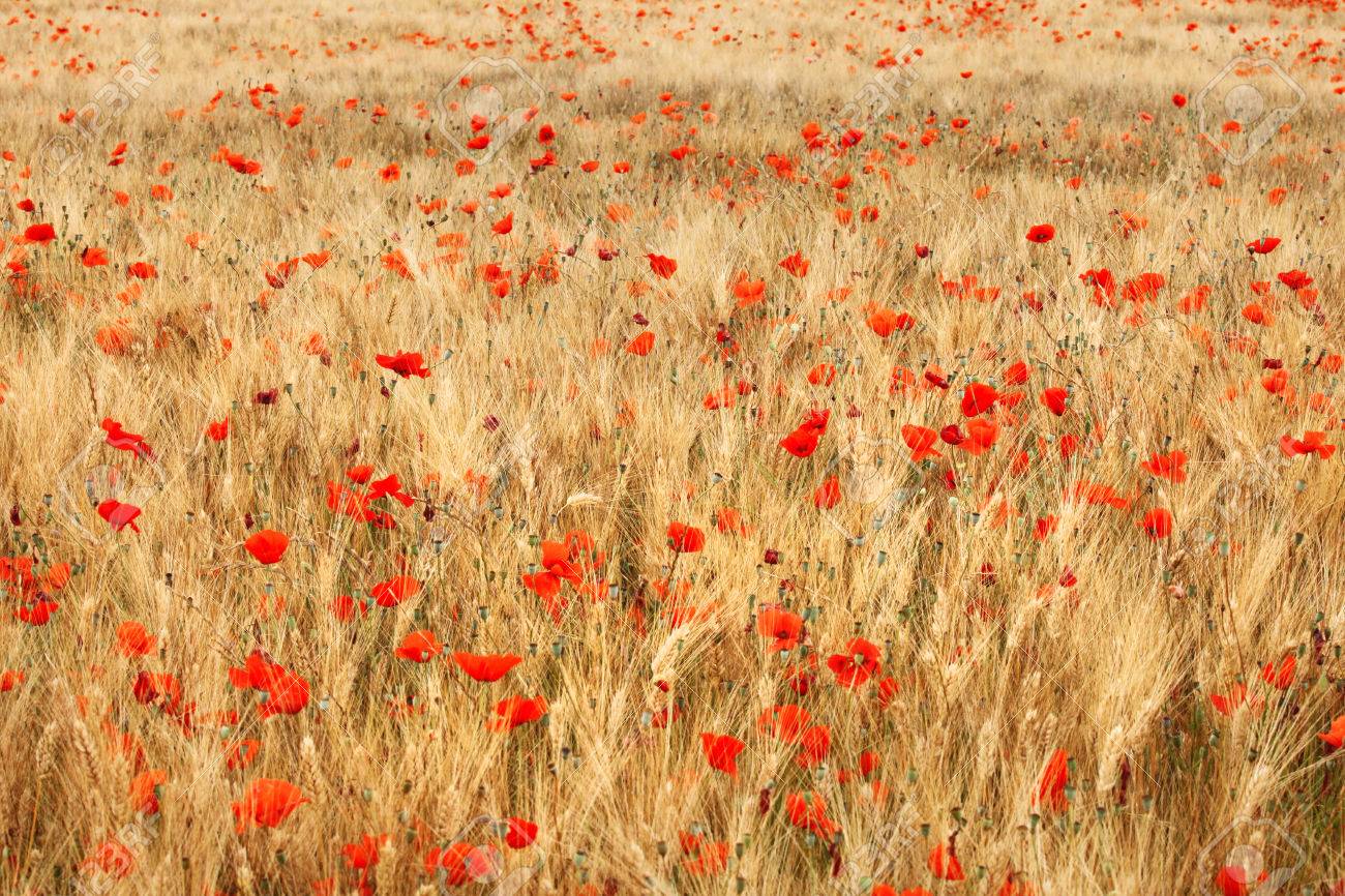 Juan Vicente Piqueras – Papoulas