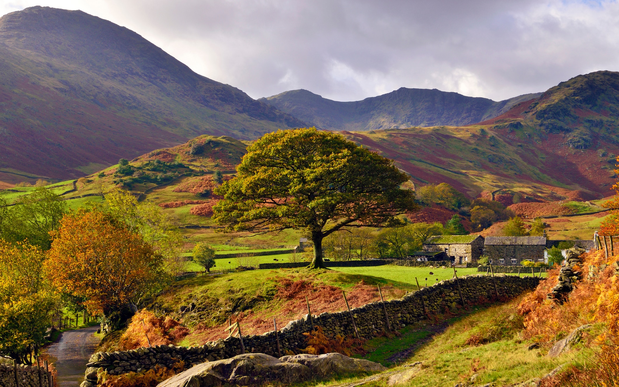 Dylan Thomas – Colina de samambaias