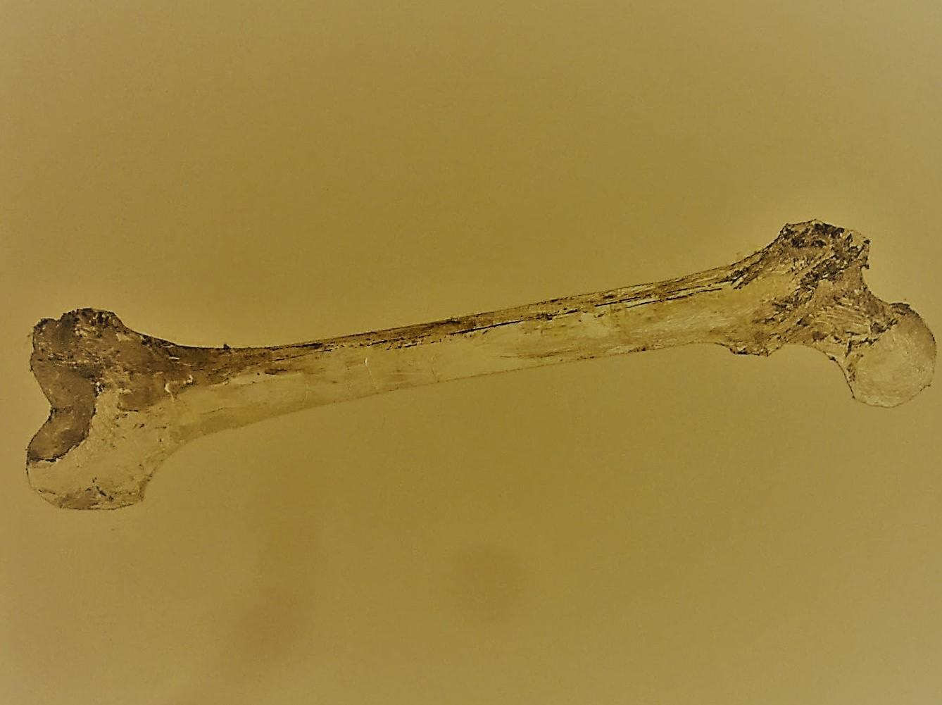 Ferreira Gullar – Reflexão sobre o osso da minha perna