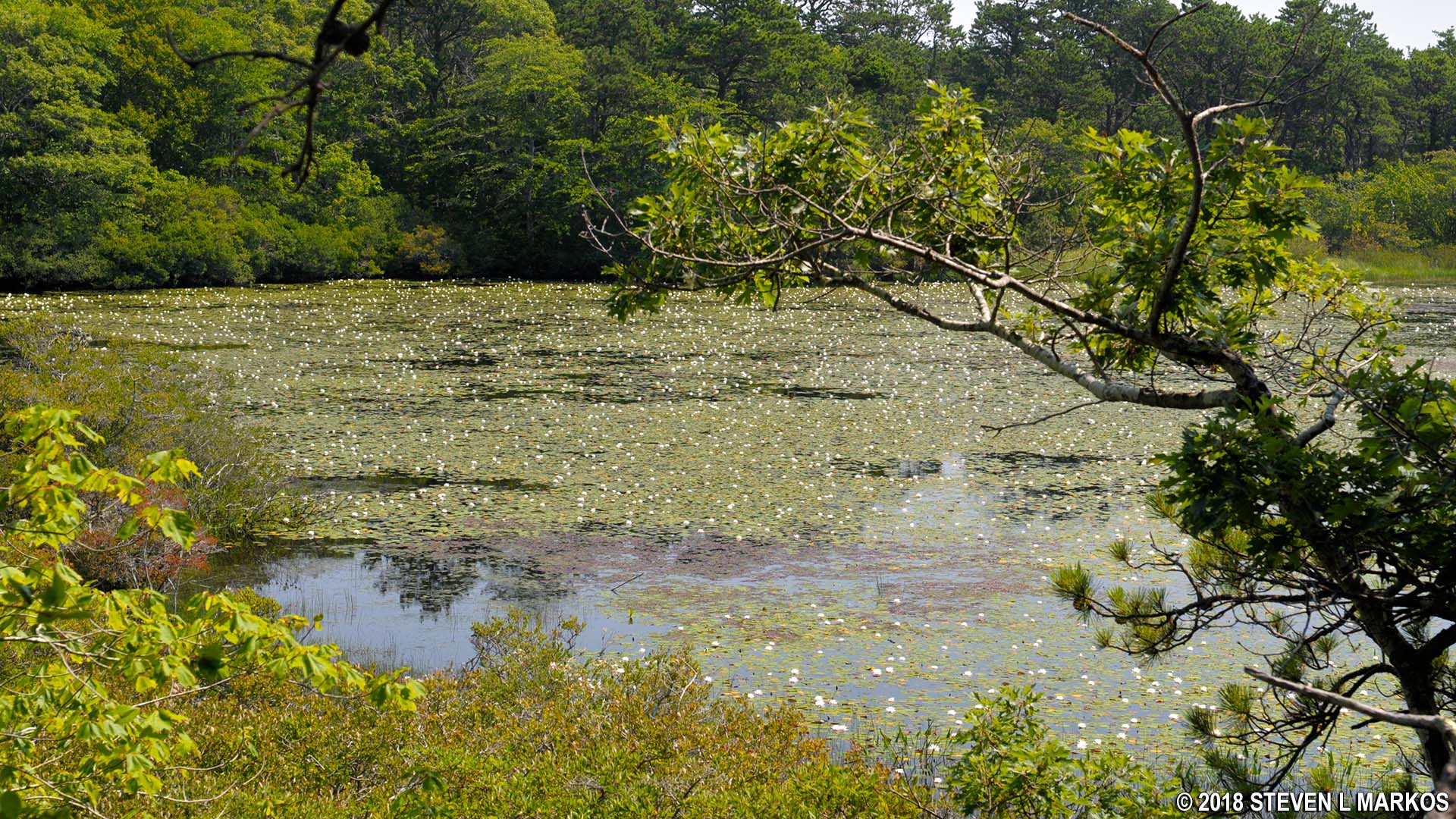 Mary Oliver – Nos bosques de Blackwater