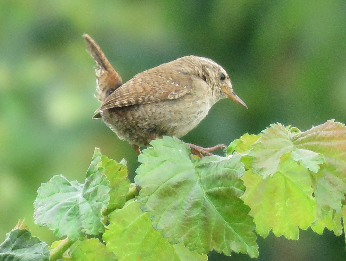 Wendell Berry – De “Sabbaths” (2001)
