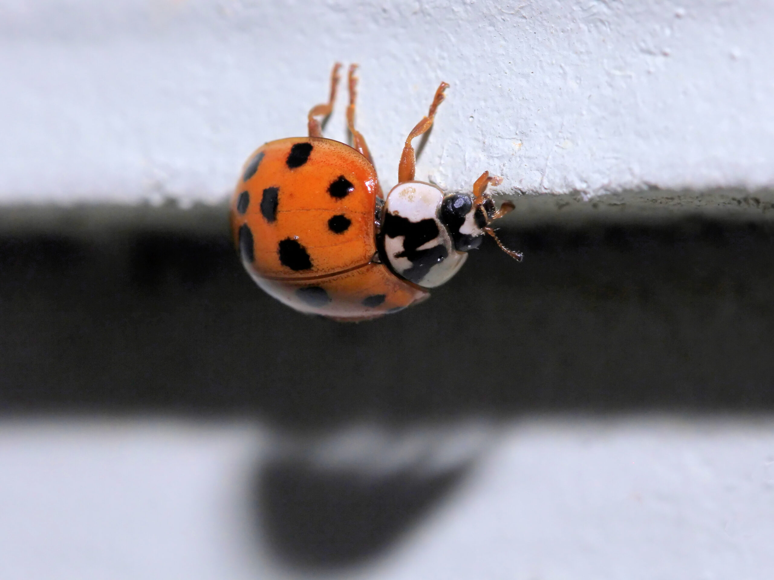 Ted Kooser – Sobrevivendo