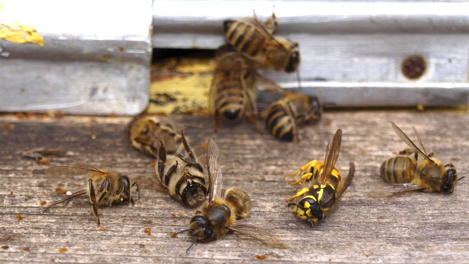 Audre Lorde – As abelhas