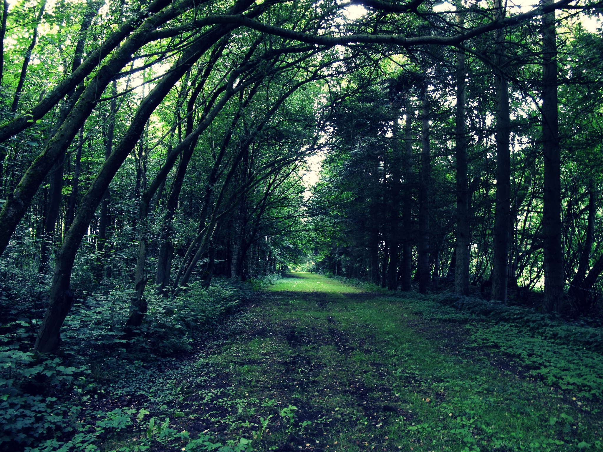 Mary Oliver – Quando estou entre as árvores