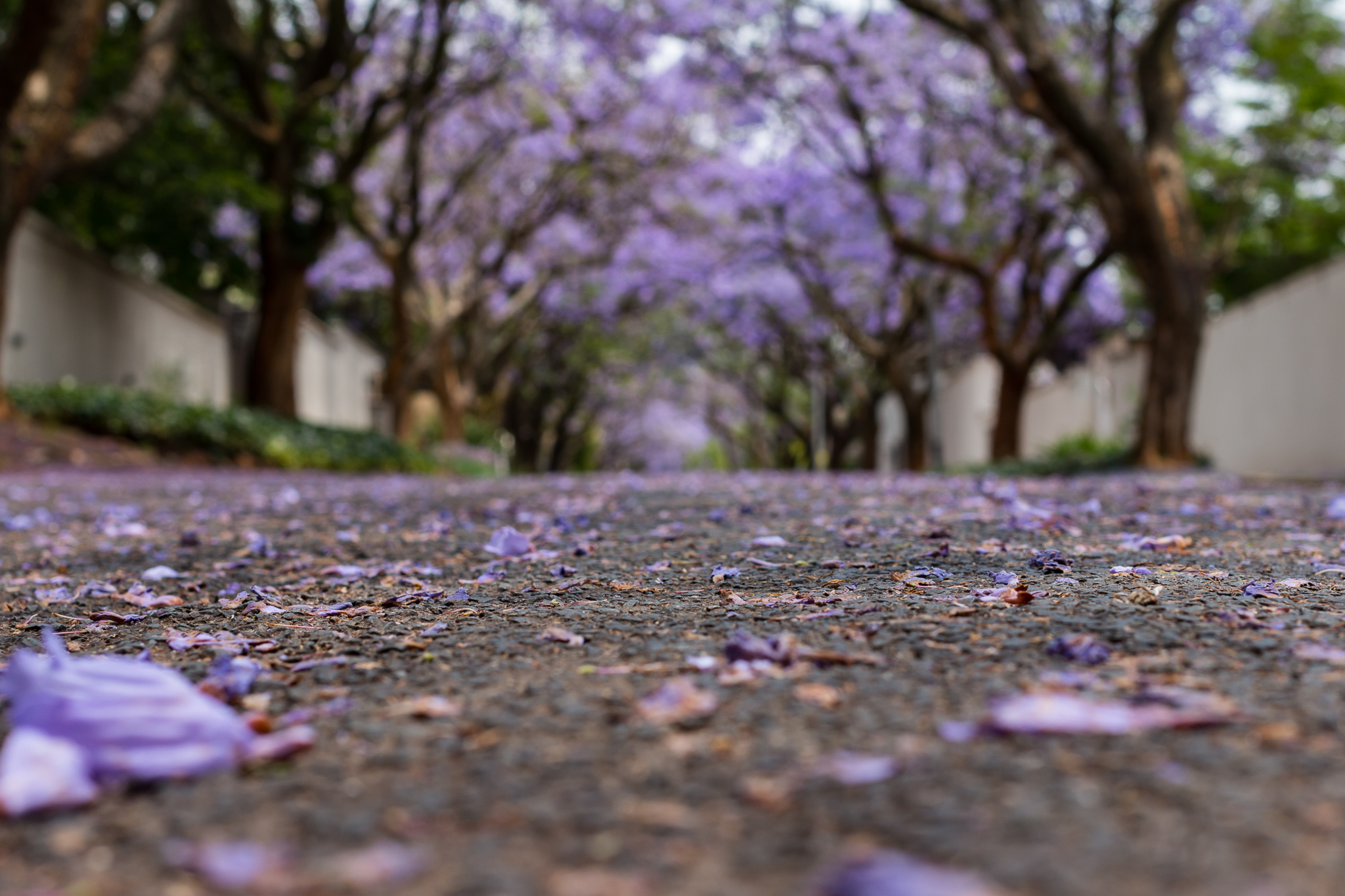Eugénio de Andrade – Despedida