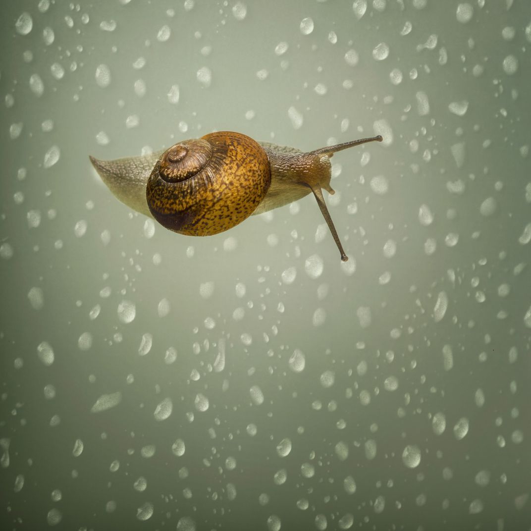 Fleur Adcock – Para uma criança de cinco anos