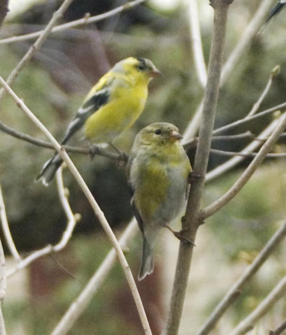 Ada Limón – O ano dos pintassilgos