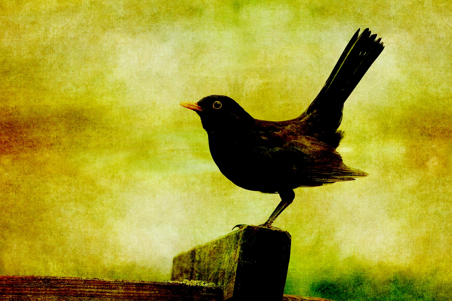 Miguel D’Ors – Variações sobre um tema de Stevens