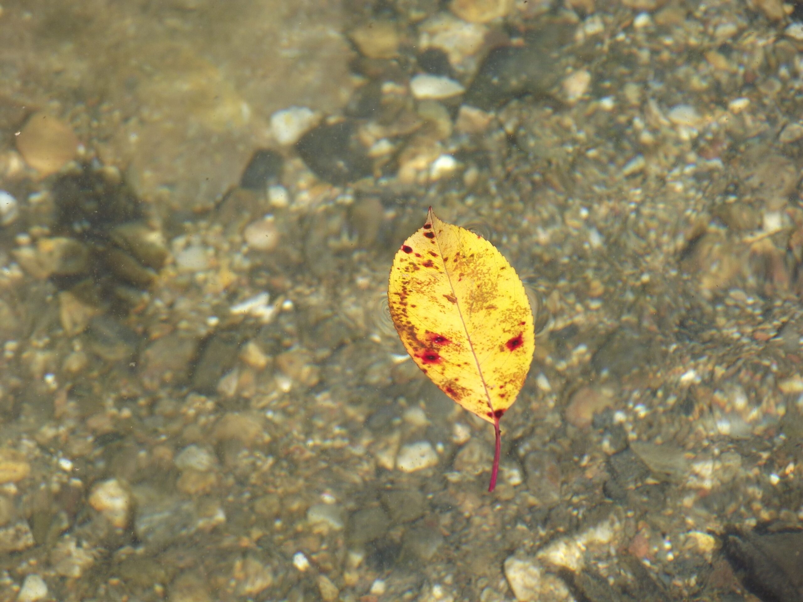 Joan Margarit – Sant Just, 2 de março de 2001