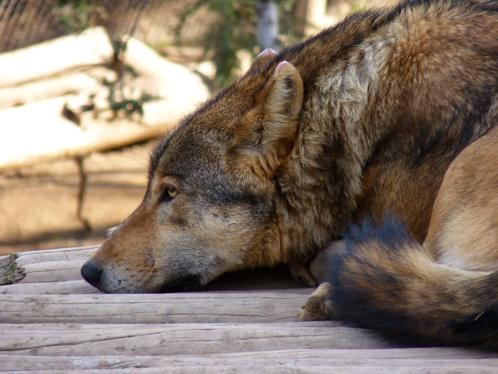 Joan Margarit – Teu lobo