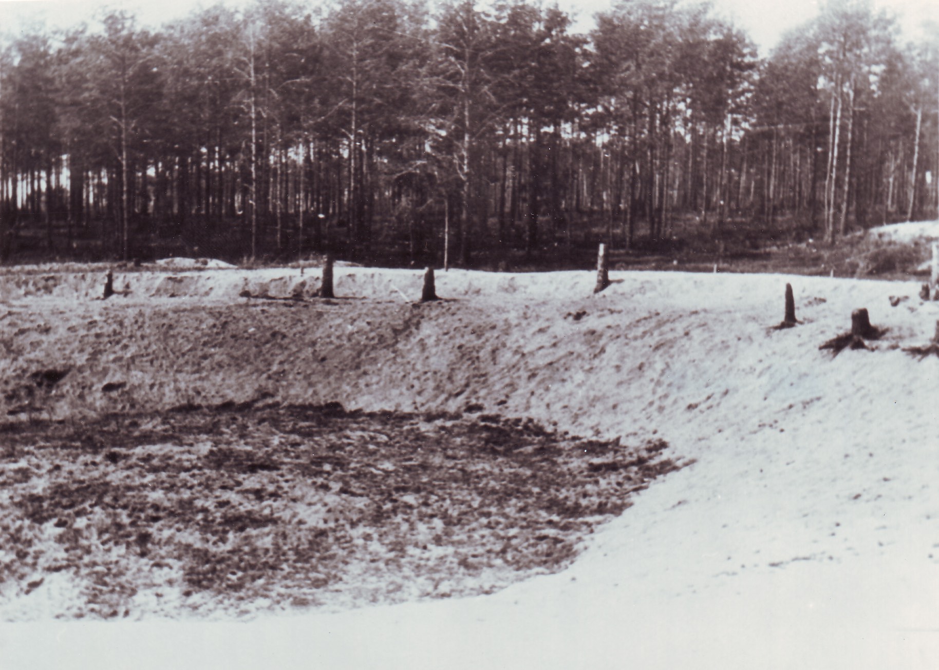 Ellen Bass – Pinheiros de Ponary