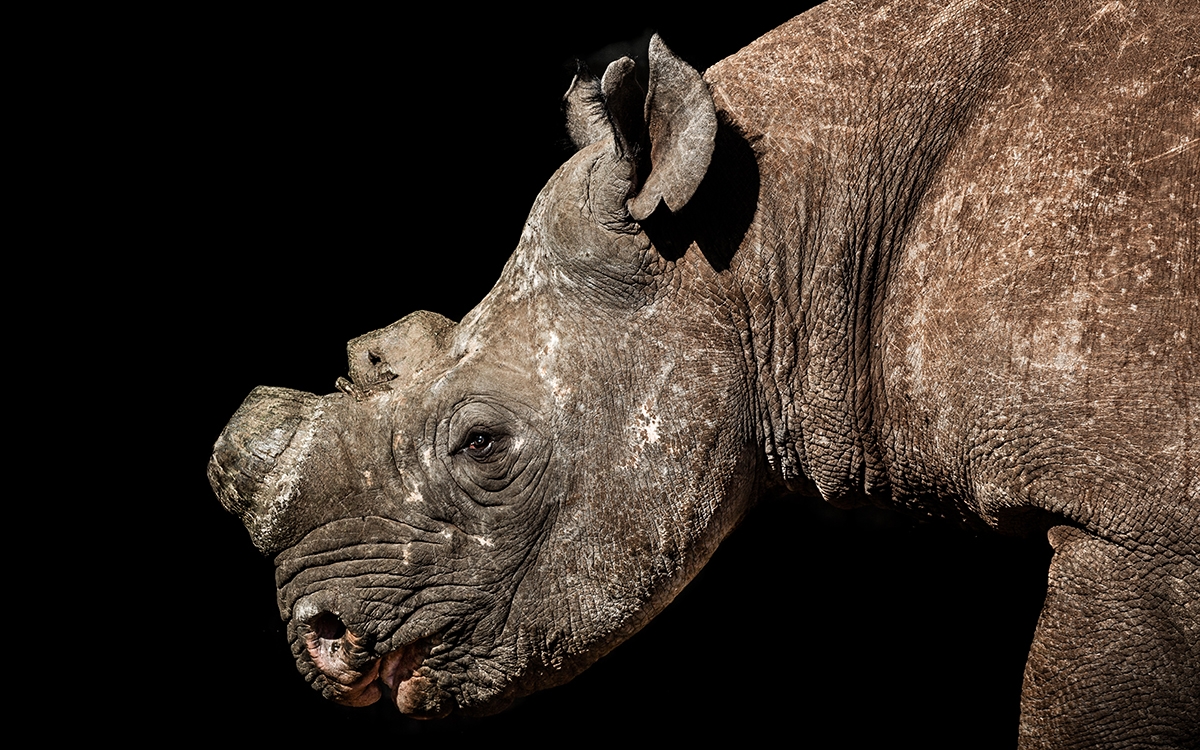 Nickole Brown – Susto