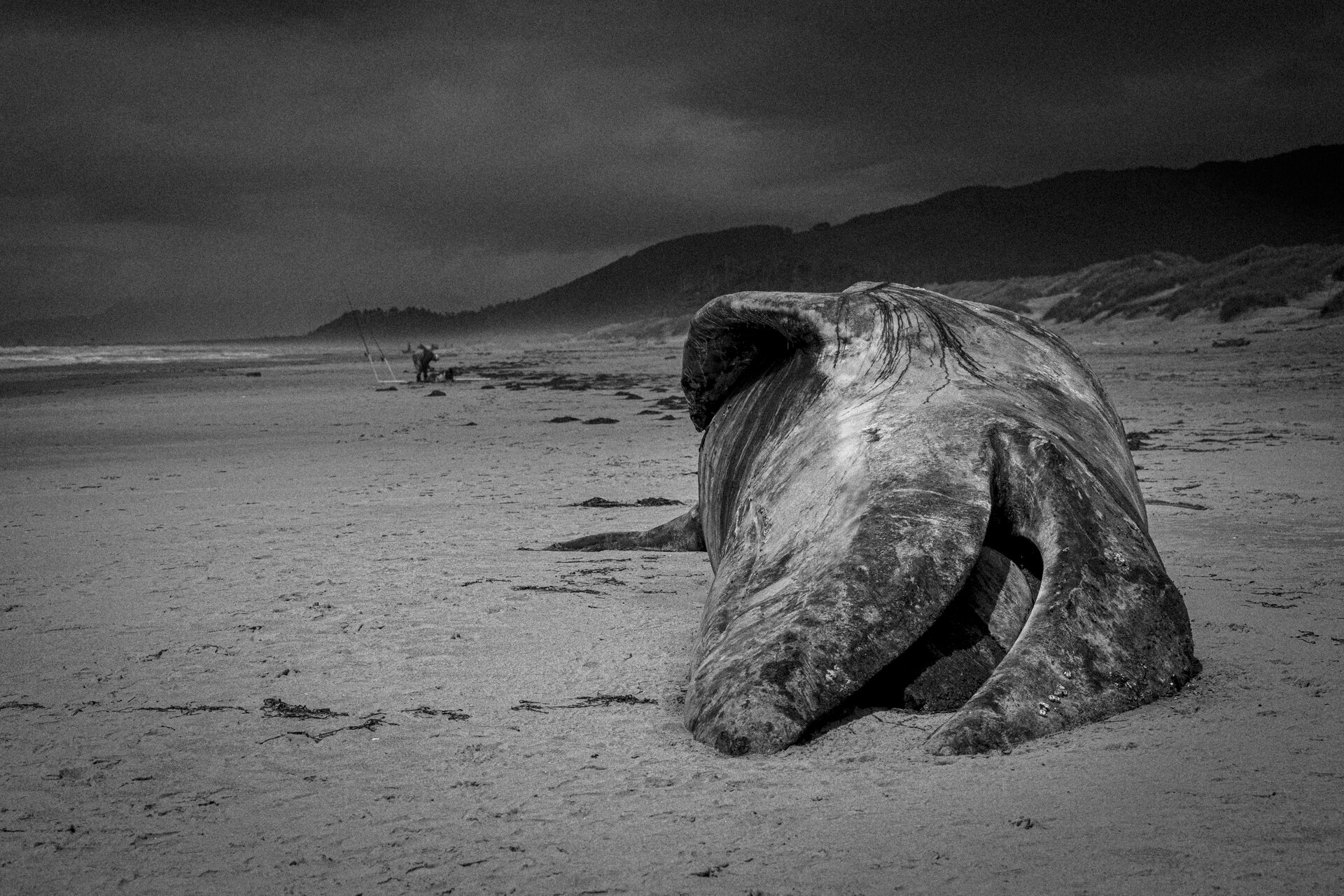 Ellen Bass – A dor de deus