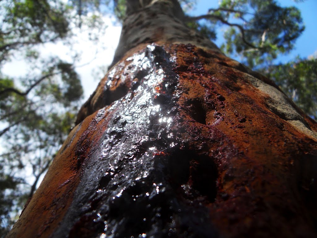 Matthew Olzmann – Carta à pessoa que gravou suas iniciais no mais antigo pinheiro de folha longa da América do Norte