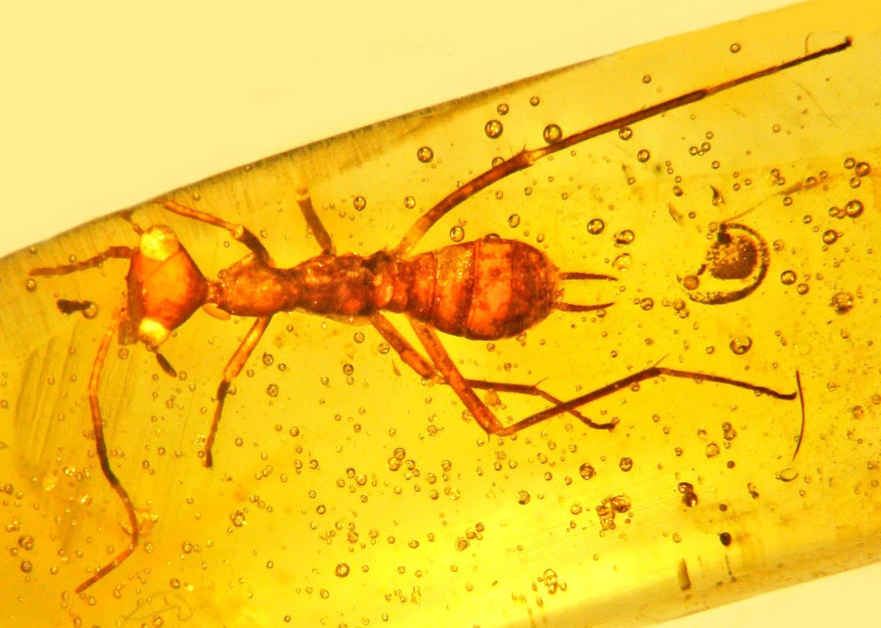 Maria Mazziotti Gillan – Foi uma semana