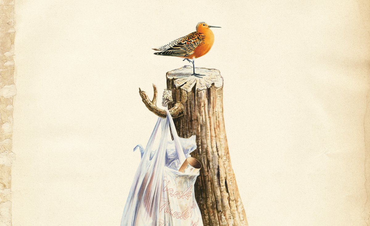 Ellen Bass – O canto dos pássaros do meu pátio