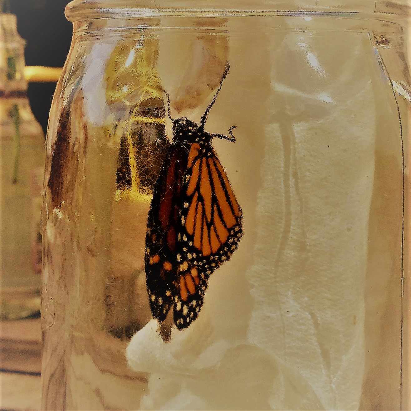 Ellen Bass – Borboleta morta