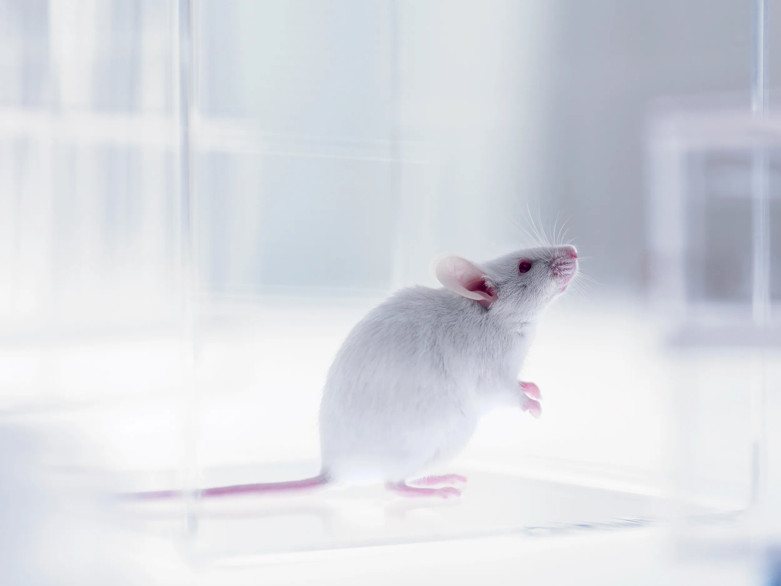 Ellen Bass – Experimento de empatia