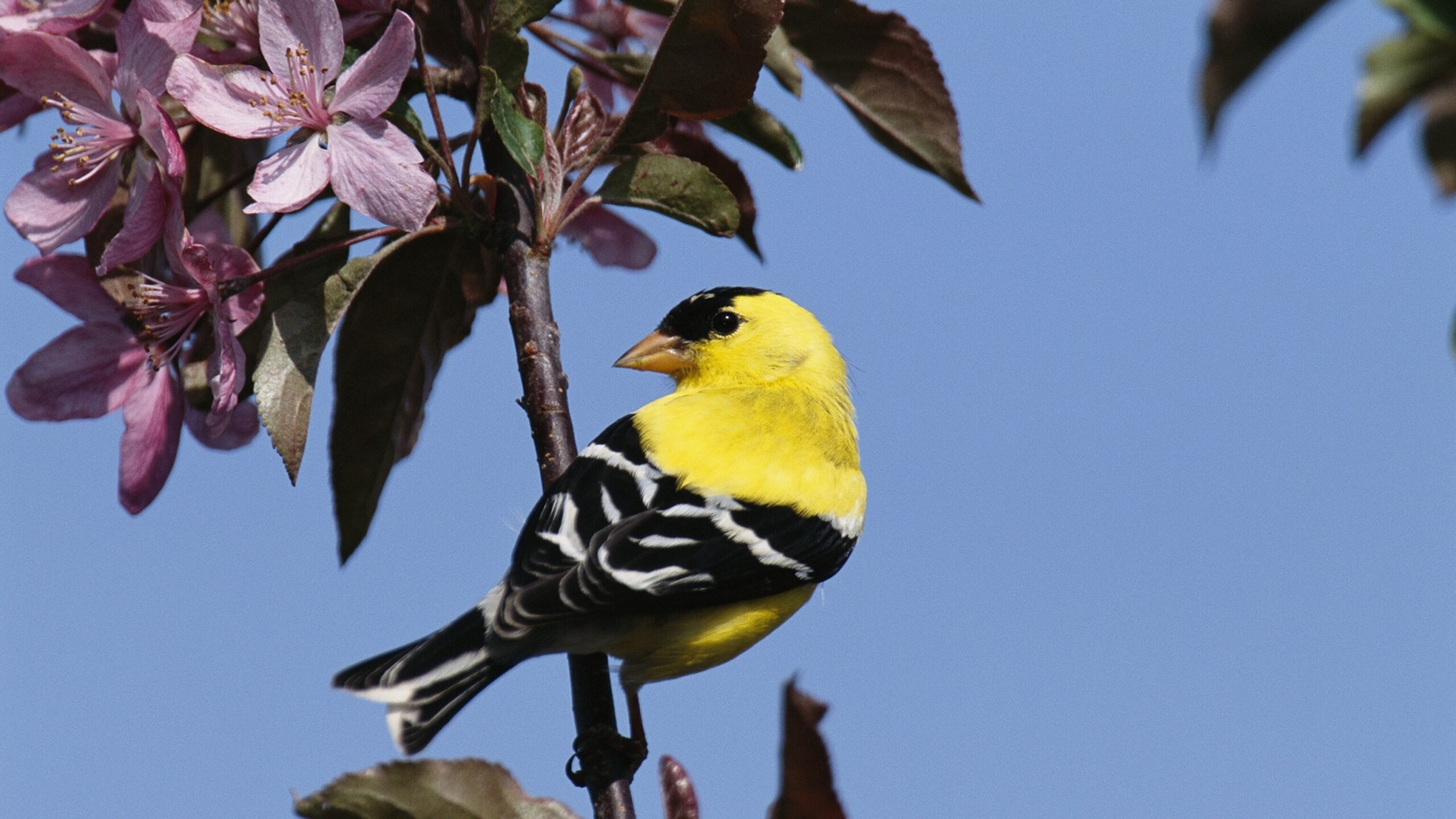 Juan Vicente Piqueras – O pouco que sei
