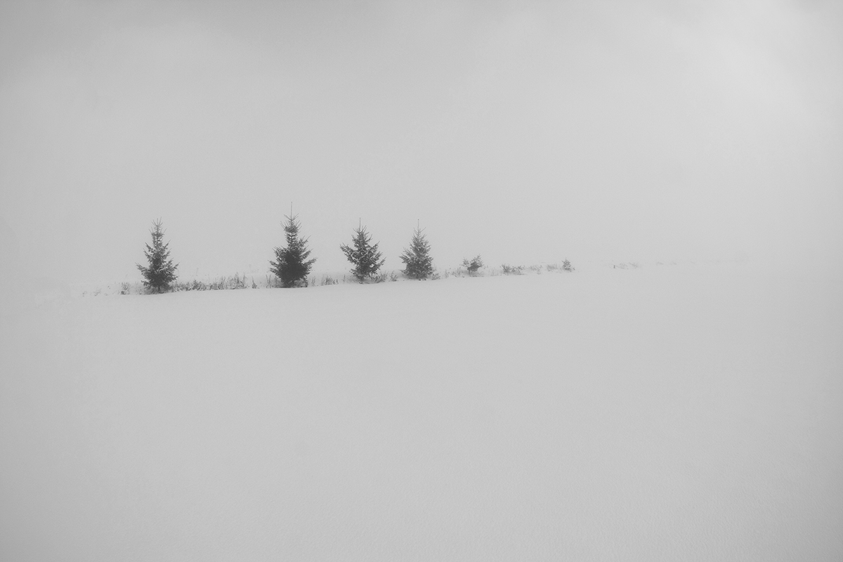 Sharon Olds — Cemitério de Leningrado, Inverno de 1941